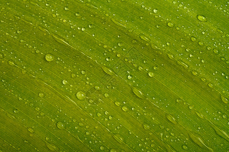 绿叶 加上水滴叶子液体宏观植物绿色雨滴背景图片