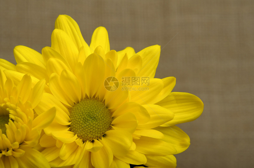 黄色菊花植物群花瓣植物图片