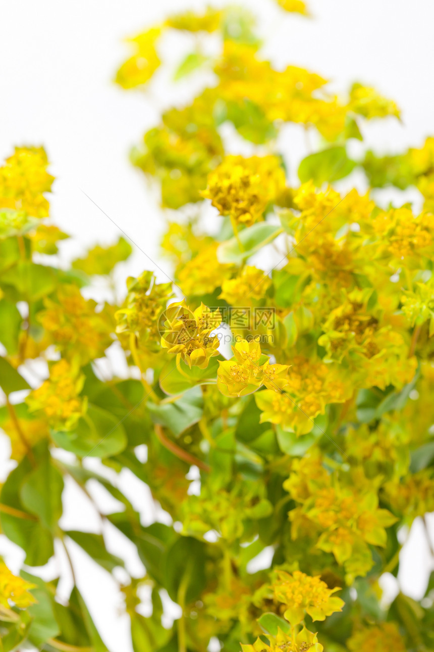 黄色花朵花园宏观植物植物群礼物美丽花瓣植物学生长图片