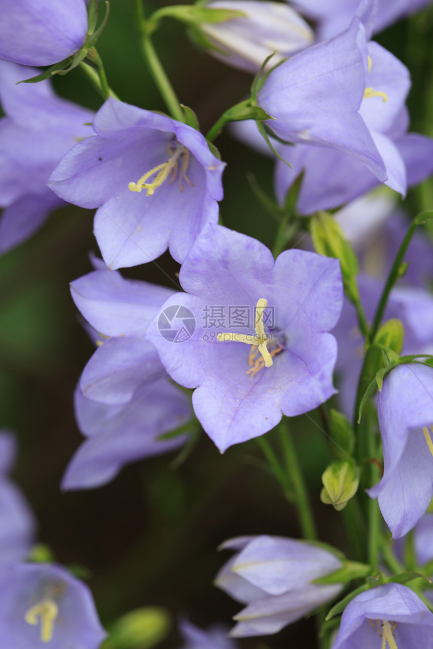 甘露花花花束园艺紫丁香蓝色绿色生长花园花瓣季节性紫色图片