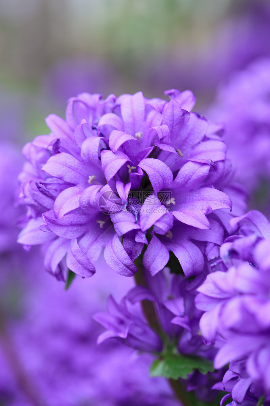 紫色花朵花园场地公园植物花瓣植物群季节叶子草地美丽图片