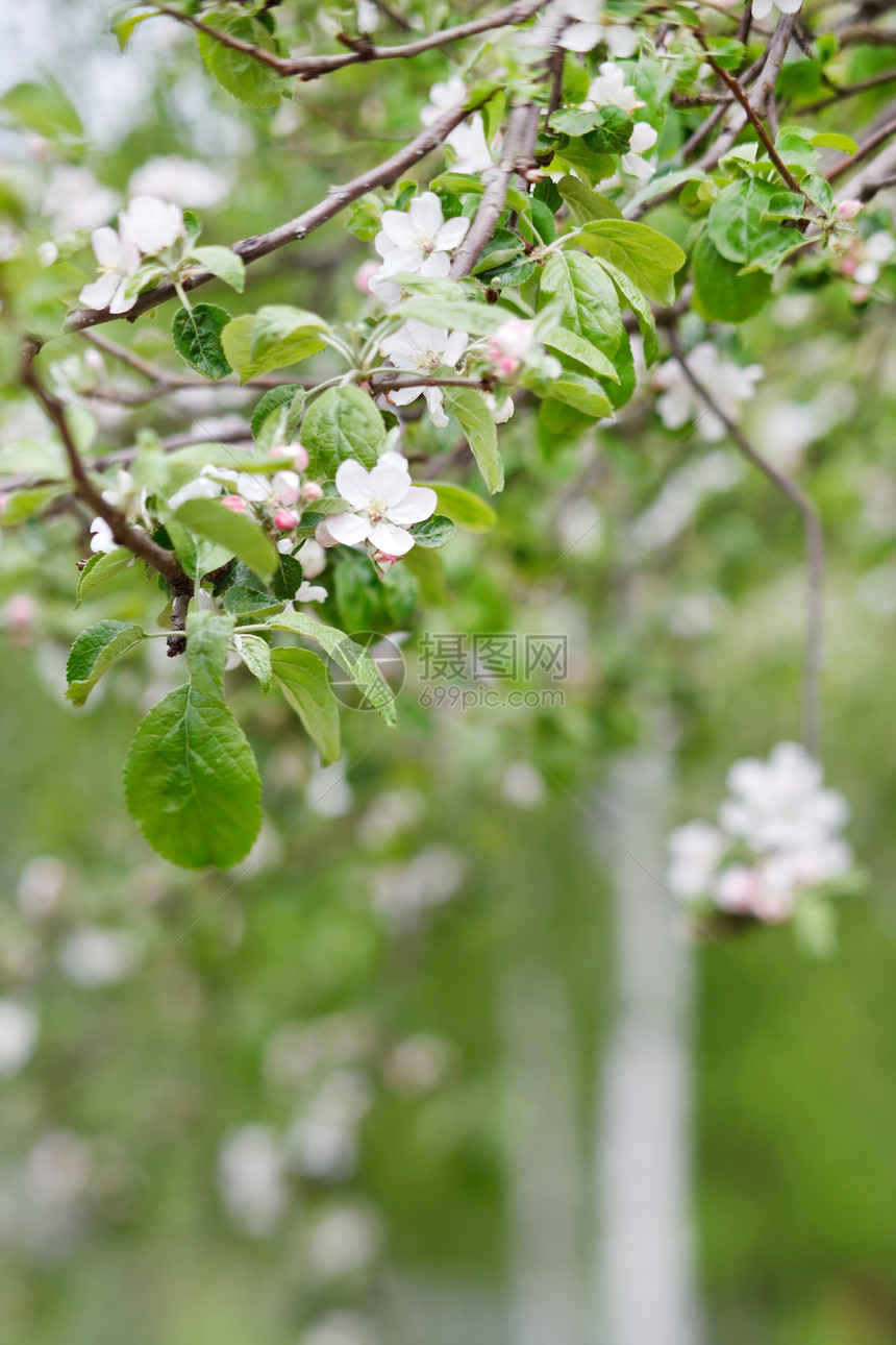 粉红苹果花花生长花园植物群白色叶子季节公园李子宏观植物图片