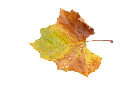 叶子中的秋色红色橙子绿色梧桐树黄色白色棕色背景图片