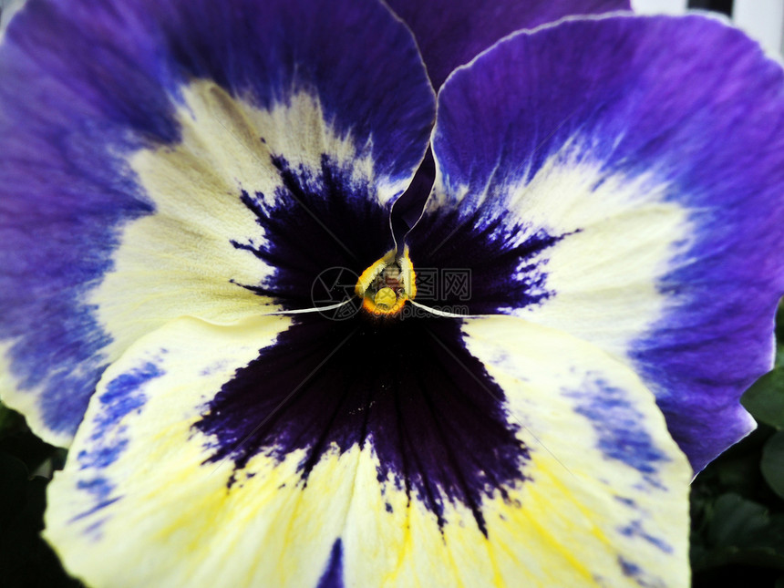 紫花的特写图片