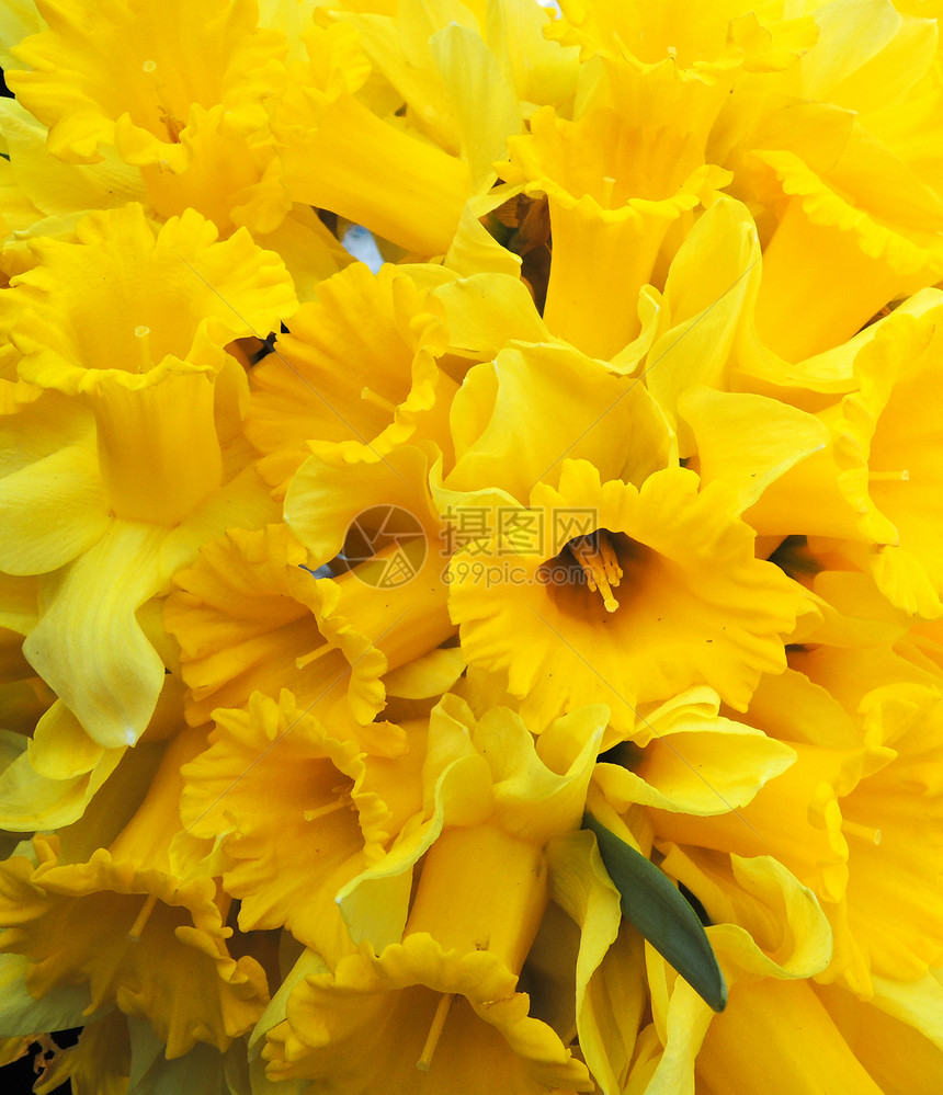 黄色自恋场地宏观生长叶子灯泡季节植物群快乐花瓣栽培图片