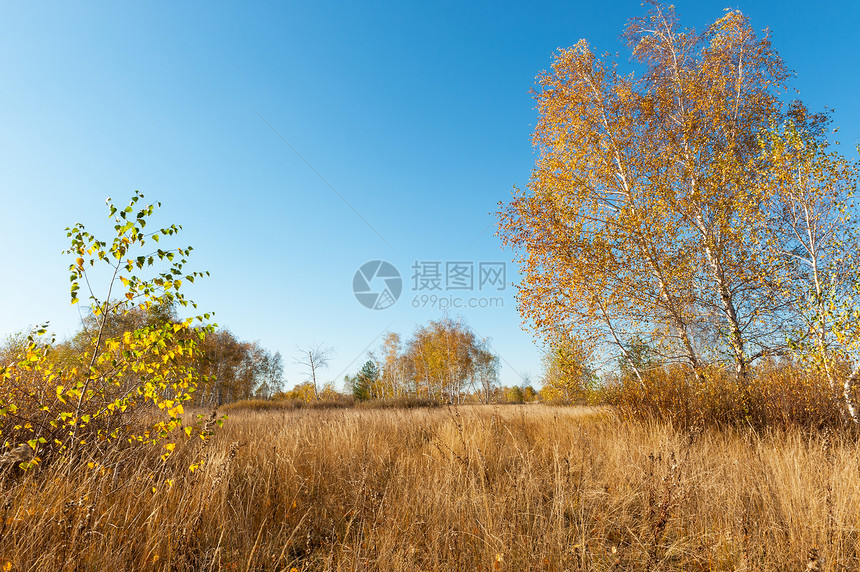 秋边酒木头桦木橙子森林季节农村天气叶子植物群公园图片