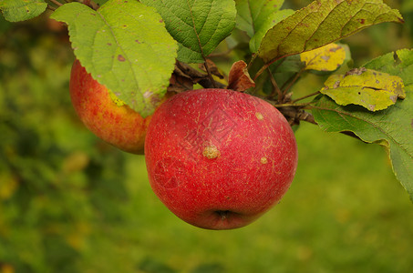 成熟苹果广告果汁绿色水果花园诱惑天堂红色背景图片