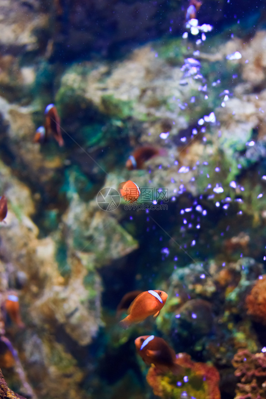 泰国Rayong省水族馆的鱼类生活热带白色海葵游泳黄色红色蓝色野生动物海洋图片