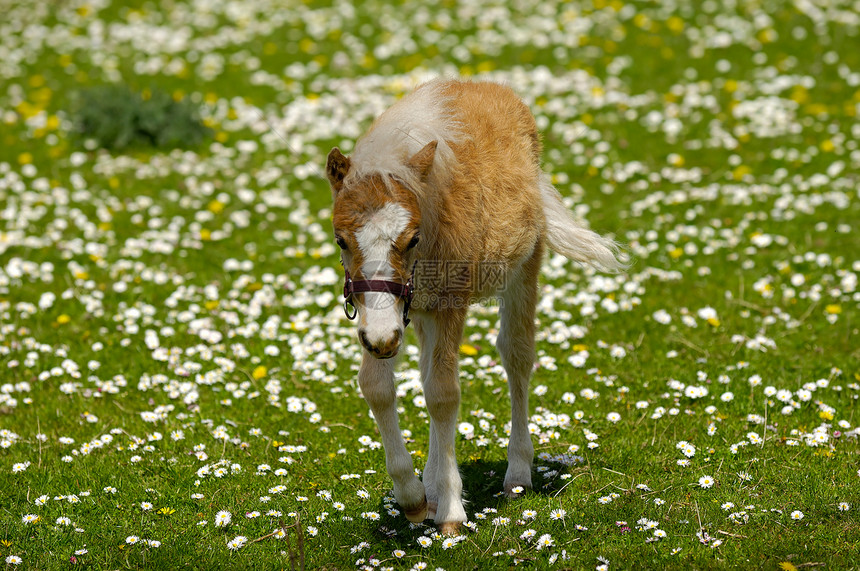 马的花在青草上图片
