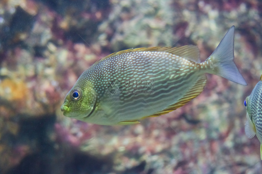 泰国Rayong省水族馆内的阿尼米纳鱼生活热带动物海洋游泳橙子黄色两栖蓝色单眼皮图片