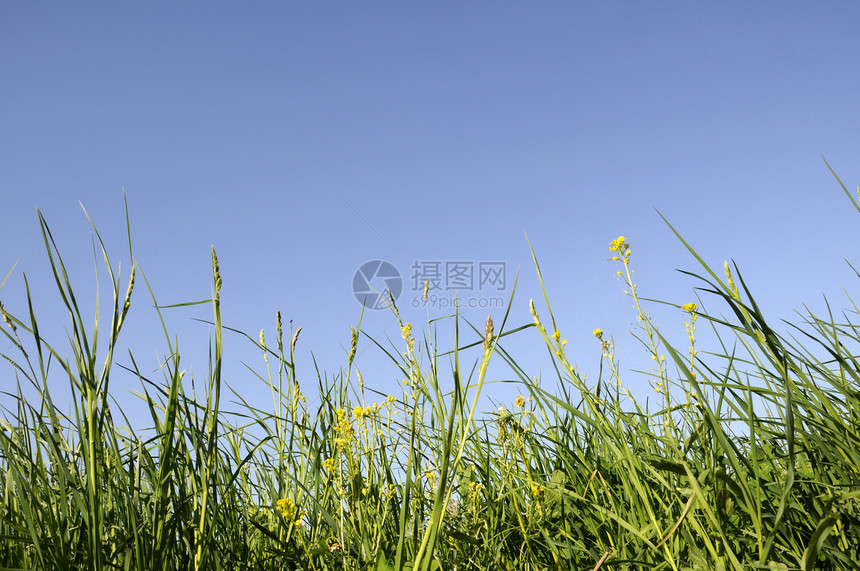 青草对准蓝天免版税场地绿色照片植物太阳蓝色库存乡村股票图片