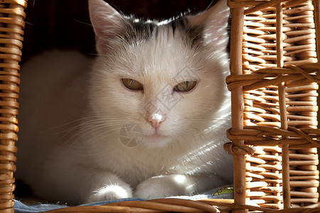 篮子里的猫动物粉红色成人宏观鼻子眼睛花斑背景图片