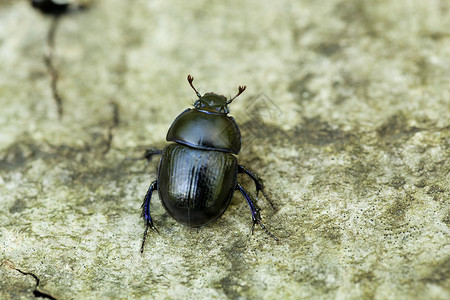 dung 甲虫蓝色宏观动物群动物盔甲昆虫背景图片