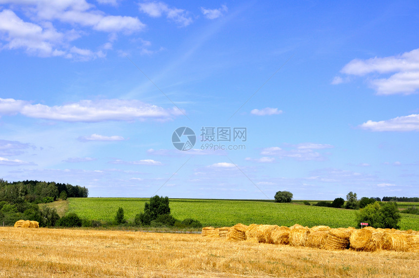 夏季风景绿色天空阳光季节场地金子蓝色植物土地黄色图片