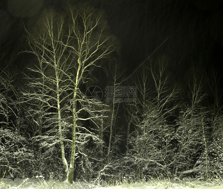 夜林中的雪暴图片