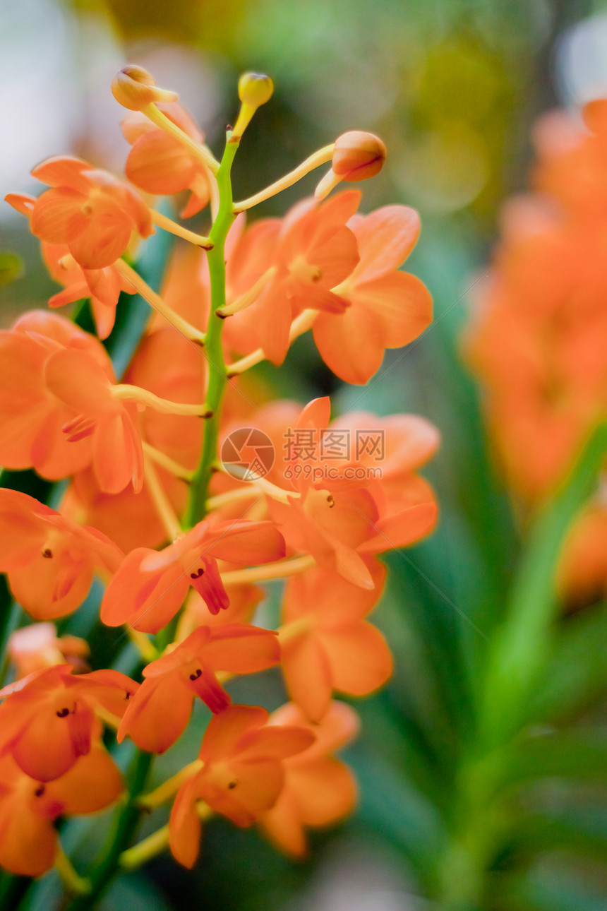 美丽的兰花花瓣农村装饰花园花束环境植物群热带植物学风格图片