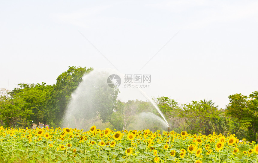 向日葵田水灌溉植物乡村工业农场生长土地场地农田机器图片