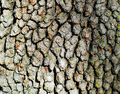 树木条纹理背景棕色叶子树干裂缝木材森林木头背景图片