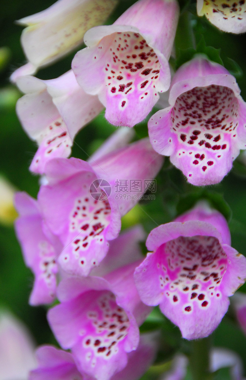 粉红白花花园园艺白色植物群生长图片