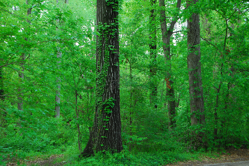 绿林森林木头风景丛林树干树叶高度植物生长公园图片