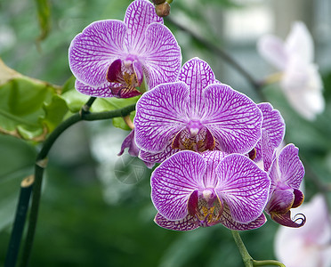 粉红白兰花花白色植物群兰花园艺花园背景图片