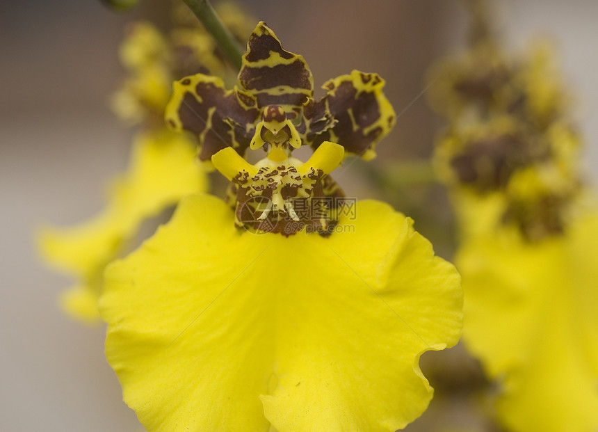 黄色棕褐兰花花花瓣植物群花园棕色兰花图片