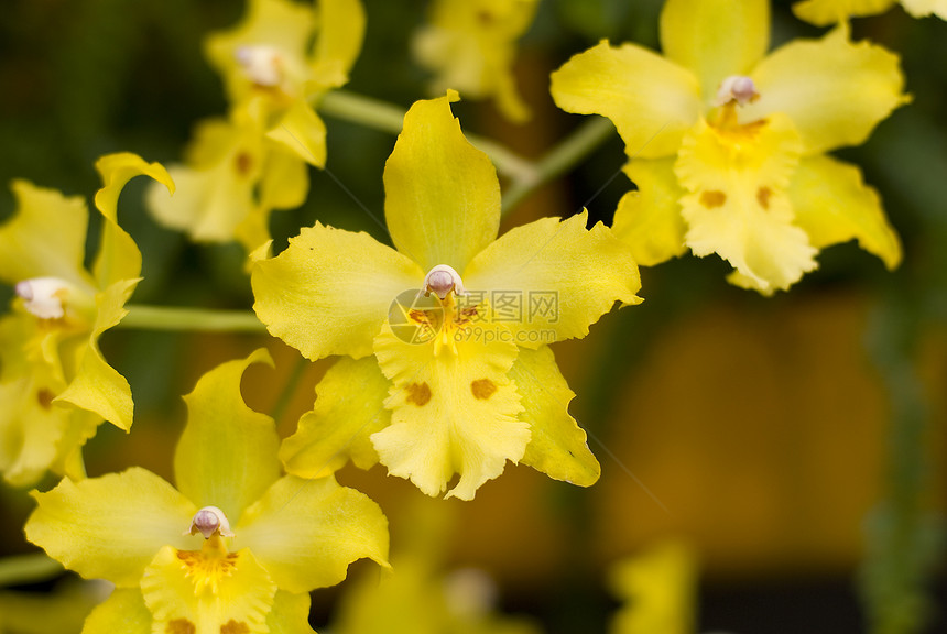 Odononia 黄色兰花花花园植物群兰花花瓣图片