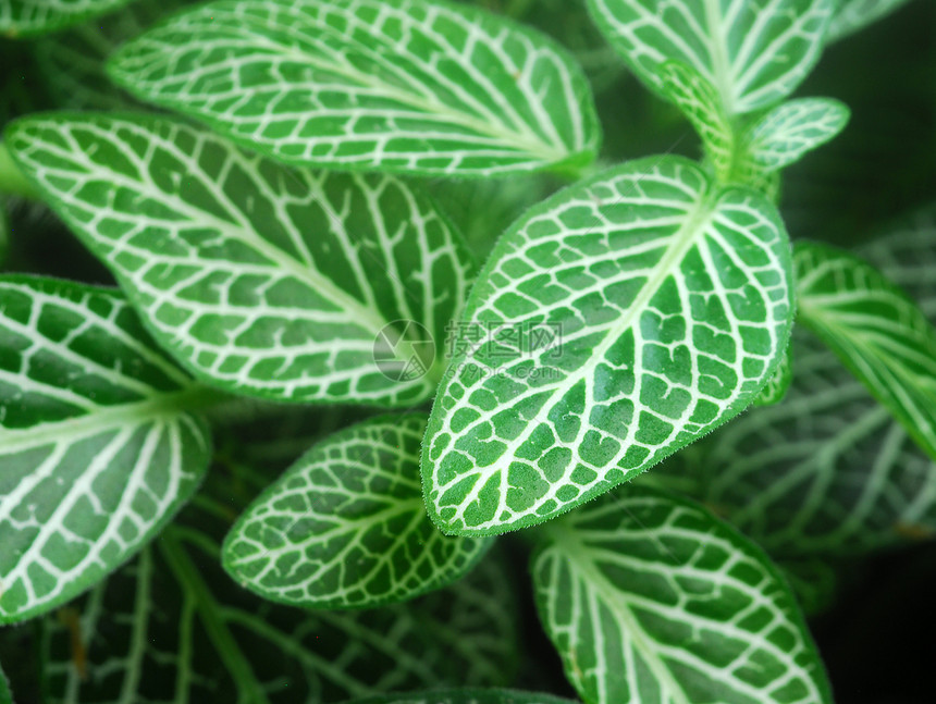 绿色神经植物叶马赛克园艺叶子爵床树叶图片