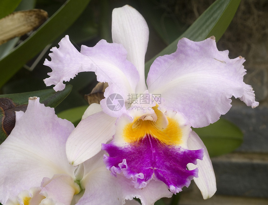 粉红色黄兰花花黄色植物群粉色兰花园艺花园图片