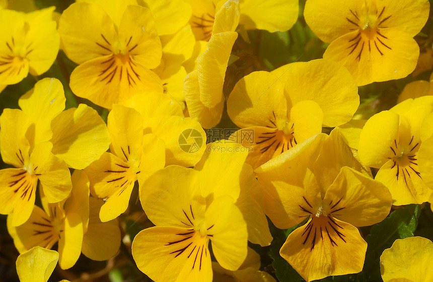 黄黄脸色花朵花瓣植物群花园图片