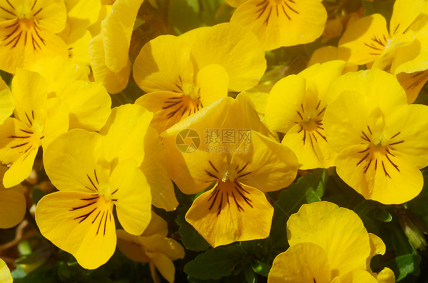 黄黄脸色花朵花园植物群花瓣图片