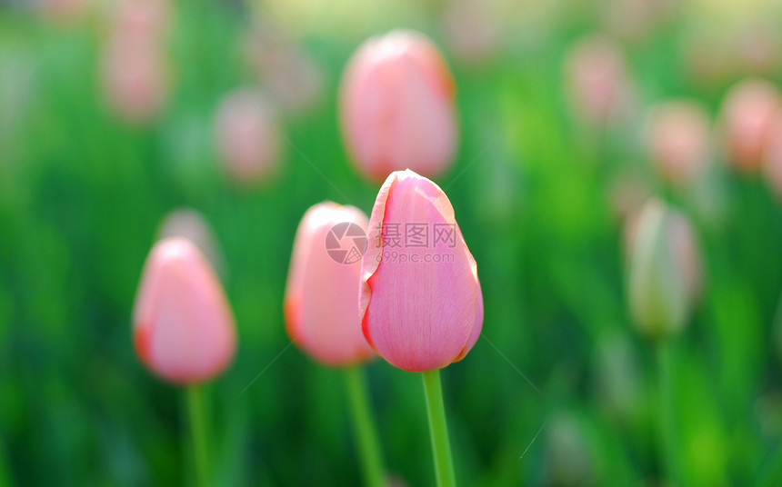 粉红色郁金花郁金香香味场地植物群生长园艺花园图片