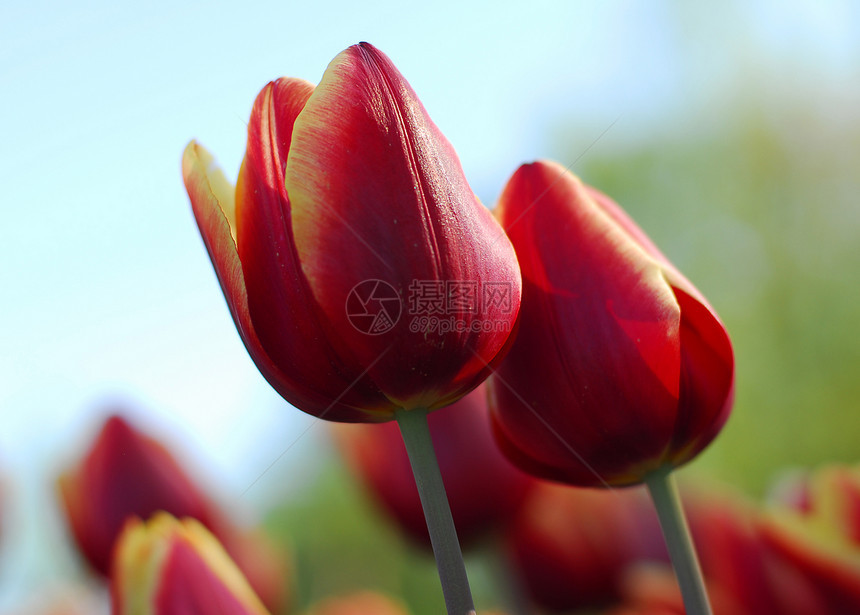 红色黄色郁金花植物群生长场地花园郁金香园艺香味图片