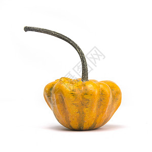 公平南瓜橙子壁球皮肤背景葫芦白色阴影节日蔬菜收成背景图片