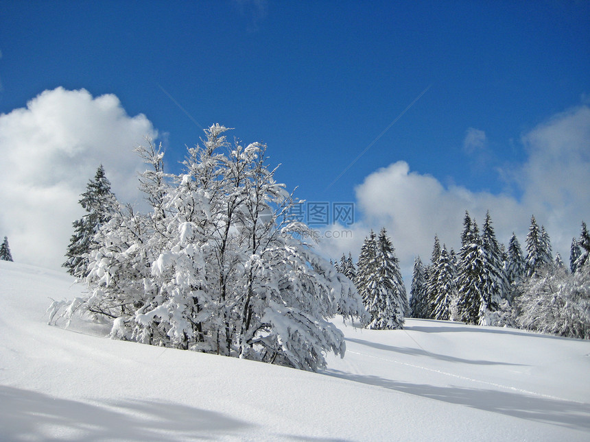 冬季风景植物群旅行木头蓝色环境气候季节首脑假期树木图片