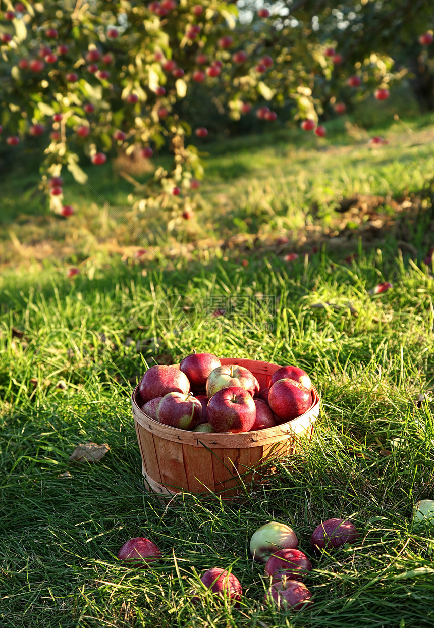 果园里新摘的苹果图片