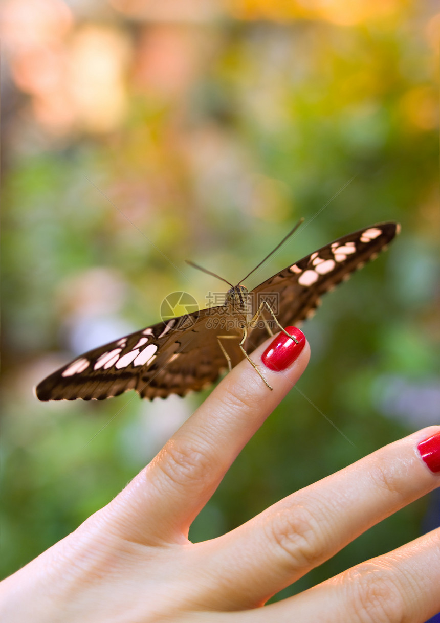 蝴蝶用指甲在小手指上图片
