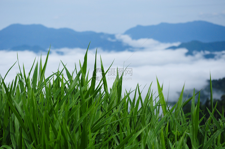 新的春天和绿草草本植物植物框架季节牧场场景园艺叶子蓝色公园图片