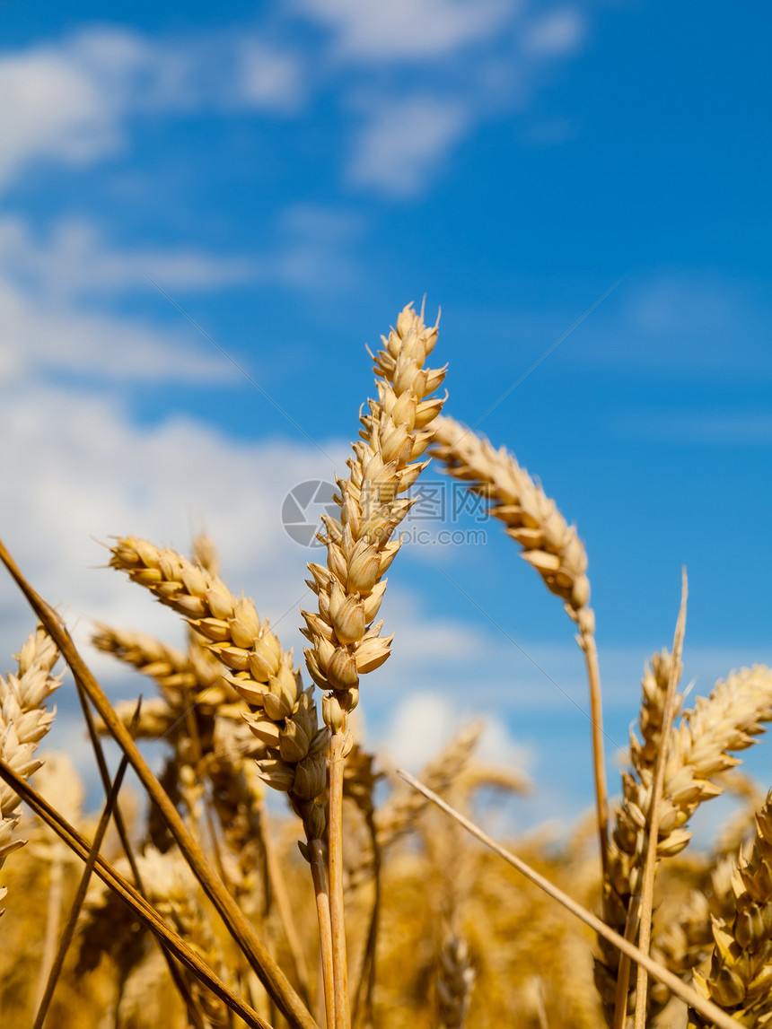 小麦田稻草粮食植物农村生长蓝色季节食物农业种子图片