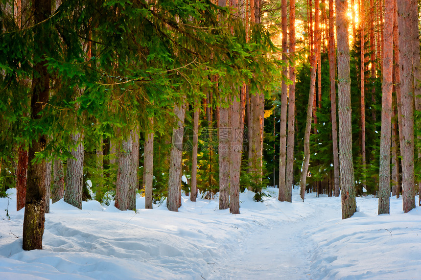 冬季寒冷的森林中雪痕旅行季节小路蓝色粉末孤独城市阳光场景植物图片
