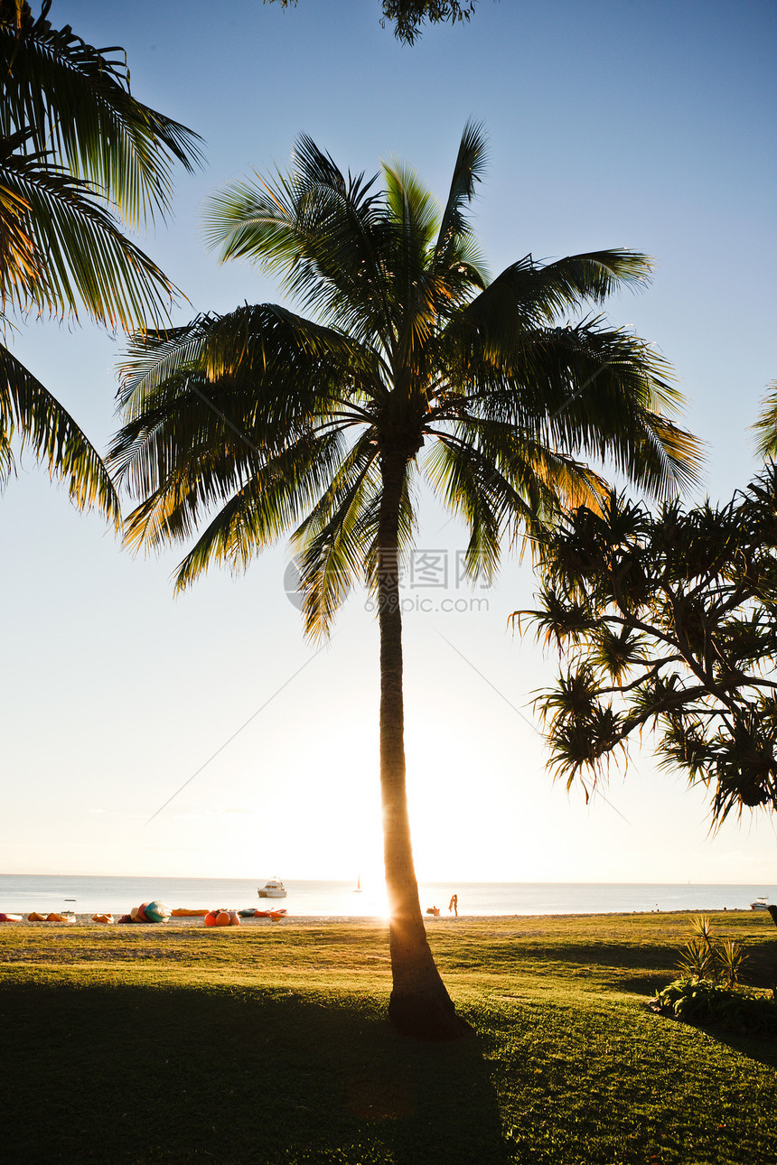 椰子棕榈树寒意旅游背包乐趣环境树木绿色乡村风景图片