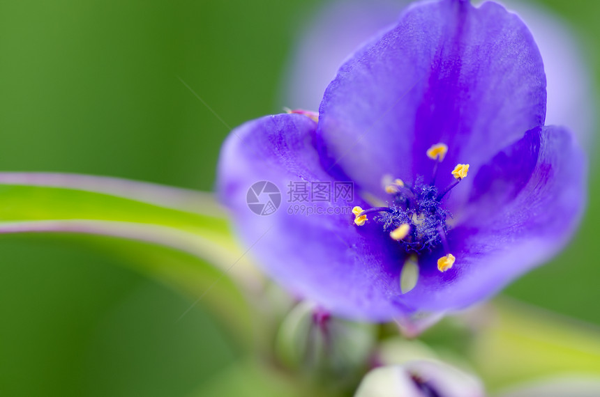 蓝花背景植物草地花瓣蓝色紫色场地图片