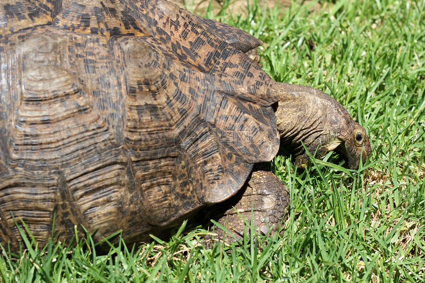乌龟吃草食物荒袋爬行动物植物园爬虫绿色背面草地水平荒野图片
