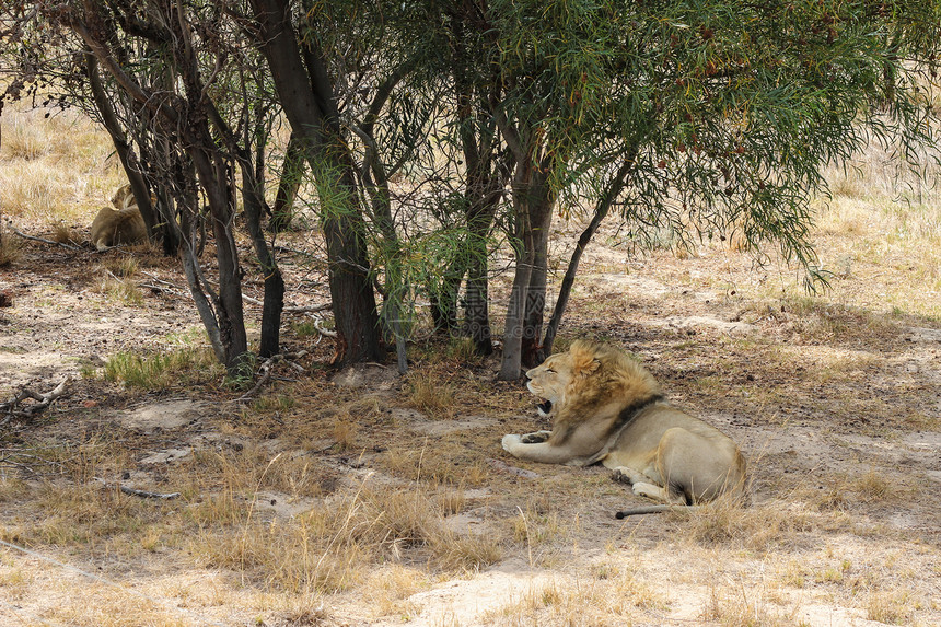 狮子躺在树下脊椎动物野猫场地危险哺乳动物动物毛皮野生动物鬃毛荒野图片