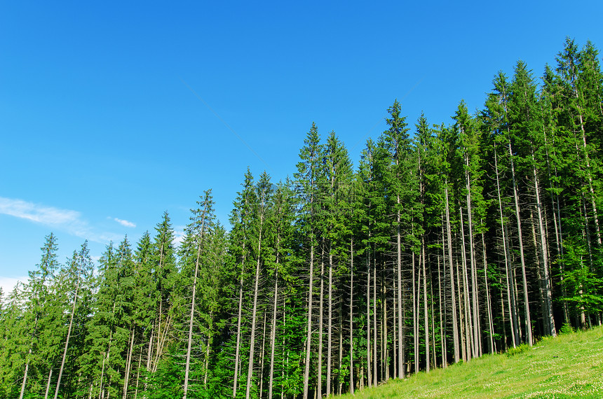 喀尔巴阡山深蓝天空下的松林场景农村高地美丽蓝色爬坡远足天空生活阳光图片