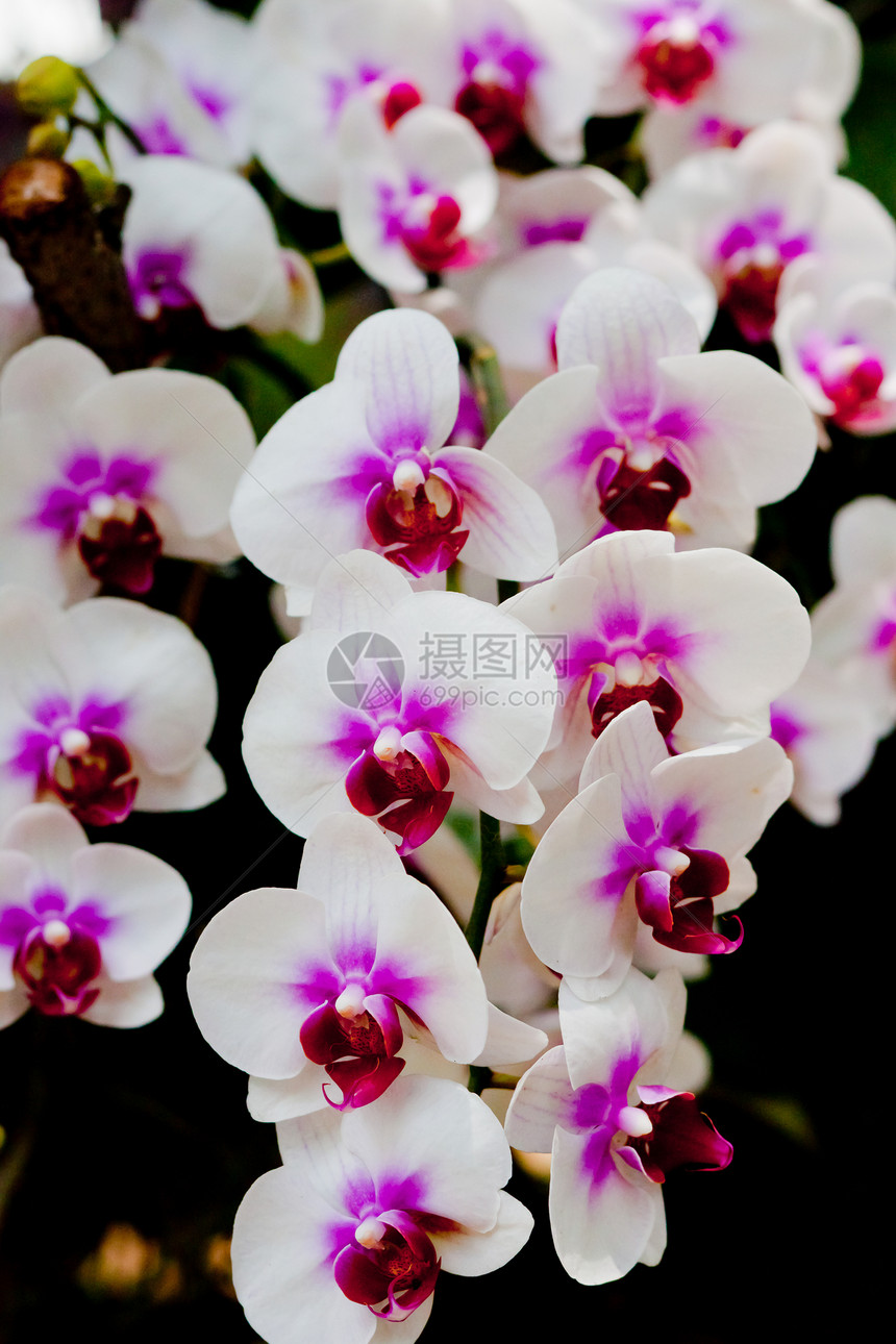 美丽的兰花花束植物学紫色农村花园热带风格装饰背景环境图片