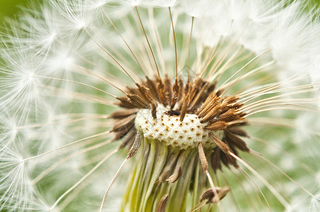 花层种子绿色白色植物背景图片