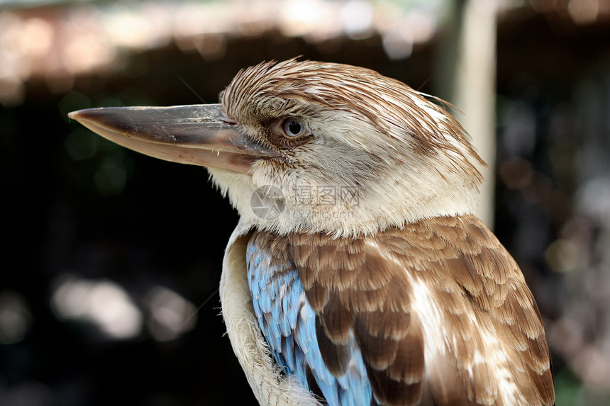 蓝翼Kookaburra黑色野生动物水平蓝翅荒野鸟类情调翅膀栖息翠鸟图片