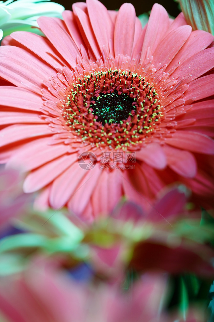 菊花香气花束活力植物学味道展示花园香水环境雏菊图片