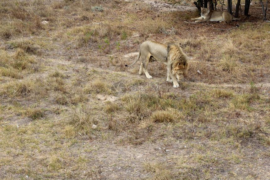 两狮子动物食肉捕食者干草野猫说谎生物国王荒野毛皮图片